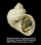 Megalomphalina oxygone